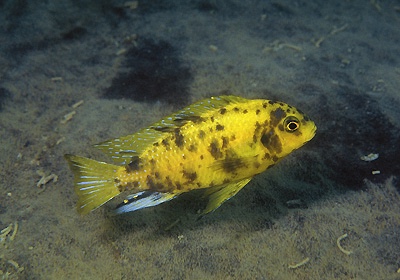 Tropheops sp. 'orange chest' Makokola Reef